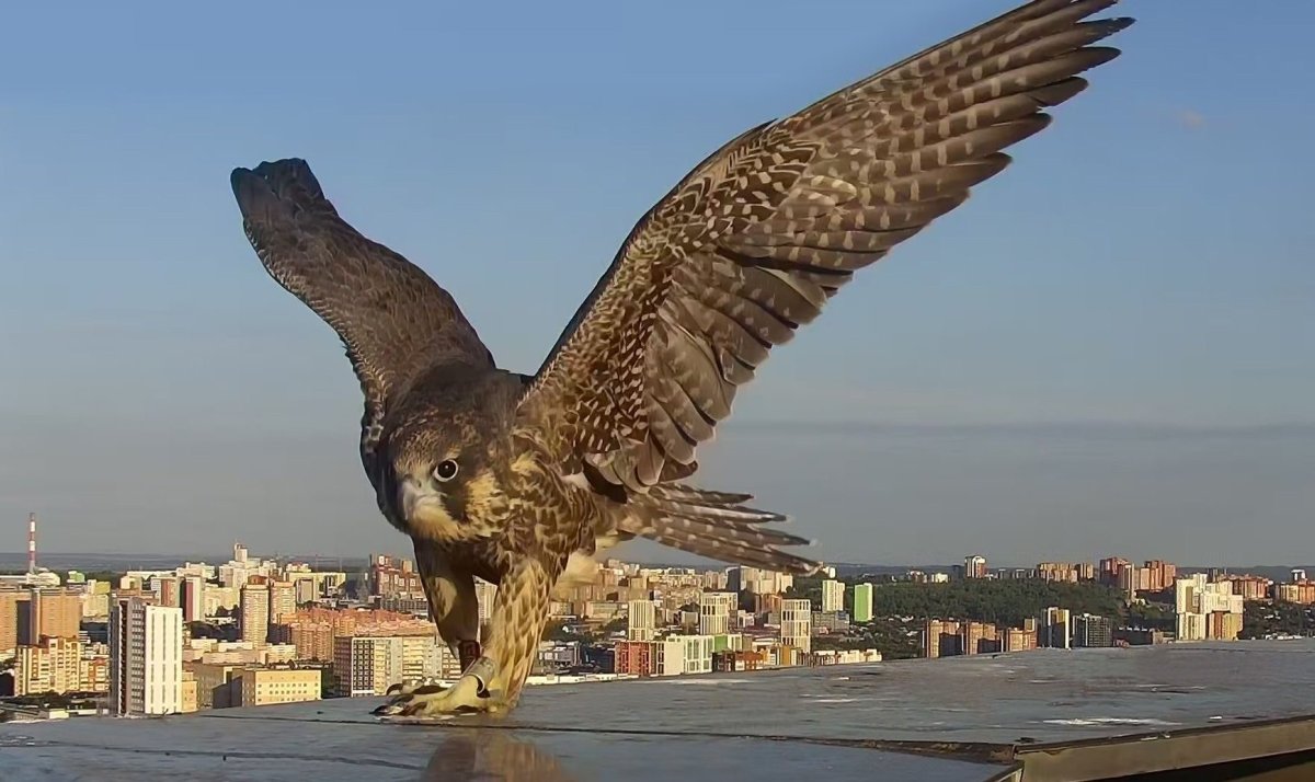 Тату Сокол на руке