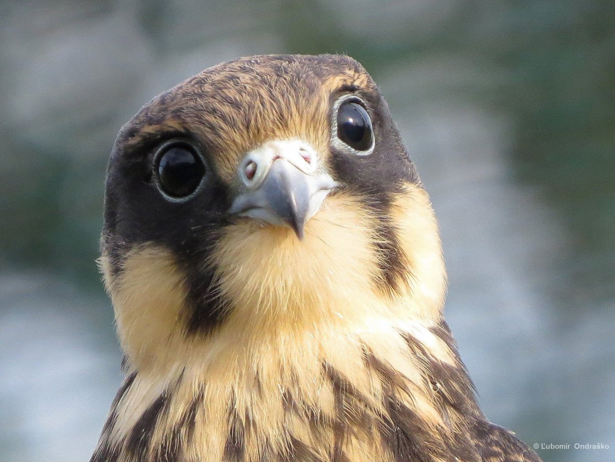 Сокол Сапсан фото