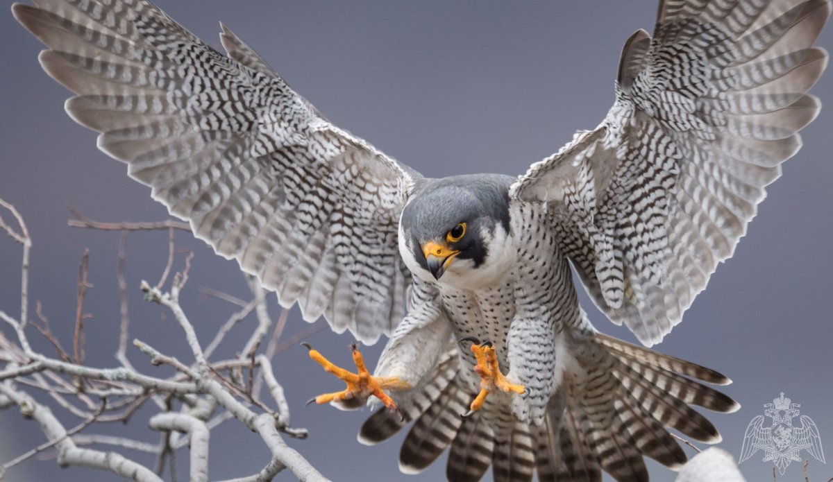 Клюв Сапсана