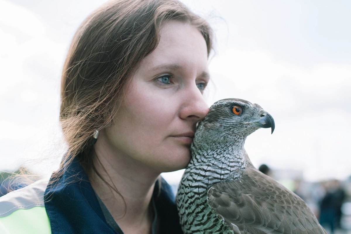 Сокол Сапсан в городе