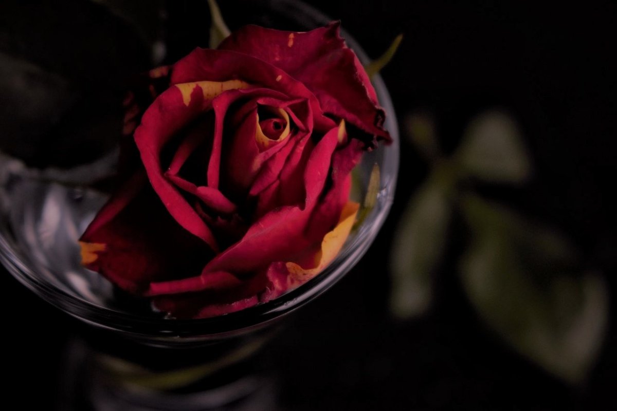 Роза в стакане живопись