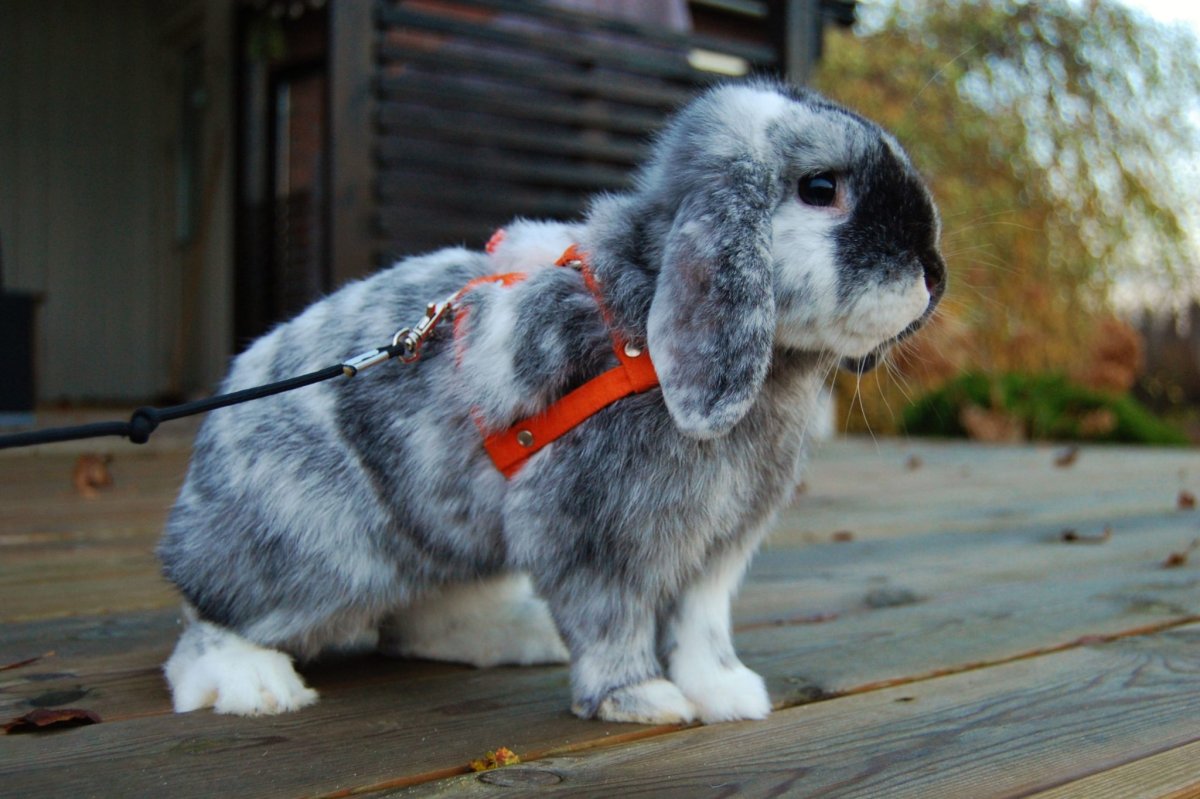 Карликовый кролик Минилоп