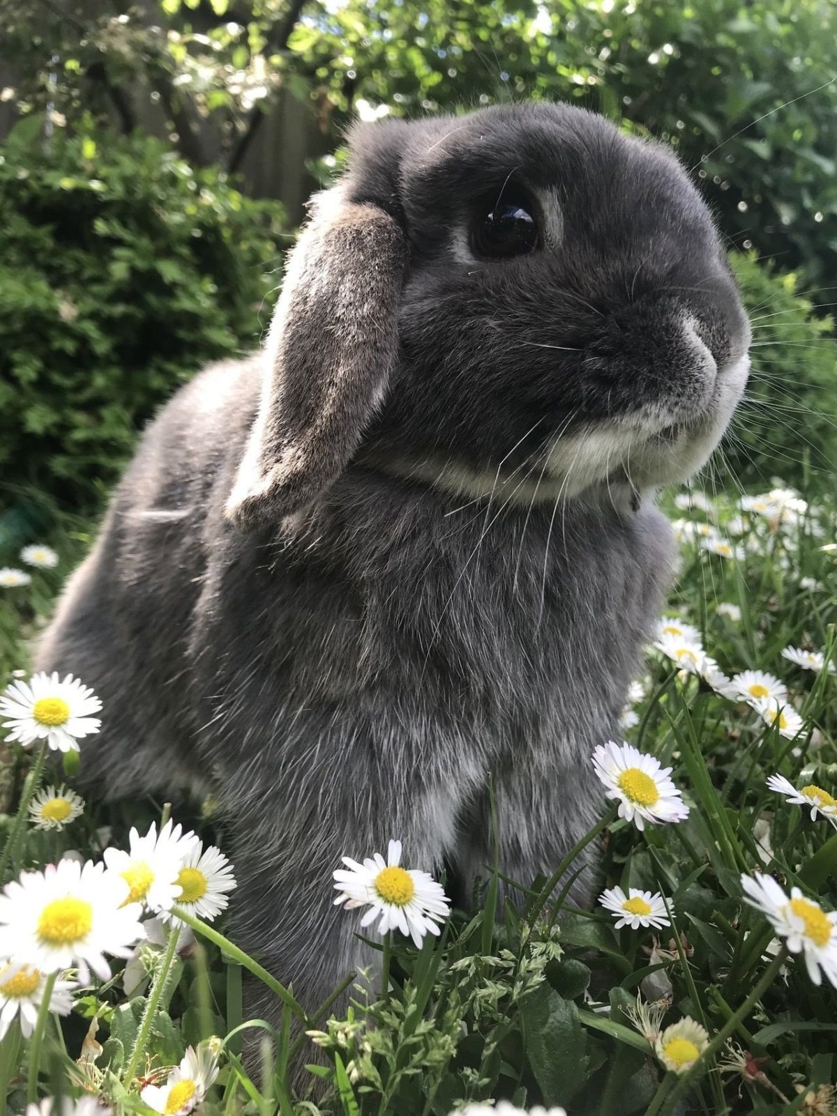 Пушистый зайчик