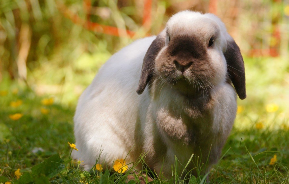 Кролик вислоухий баран бежевый