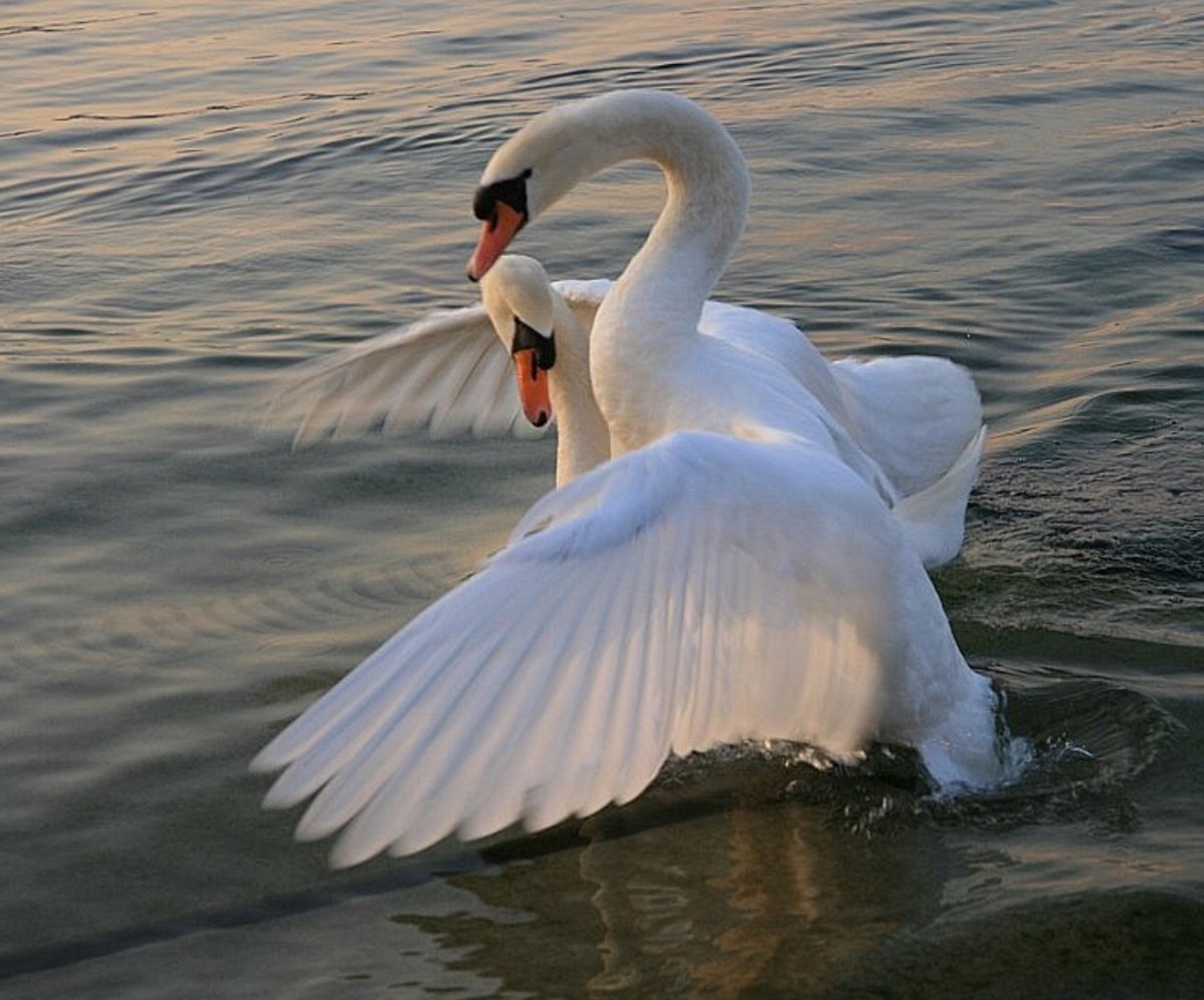 Верность лебедей