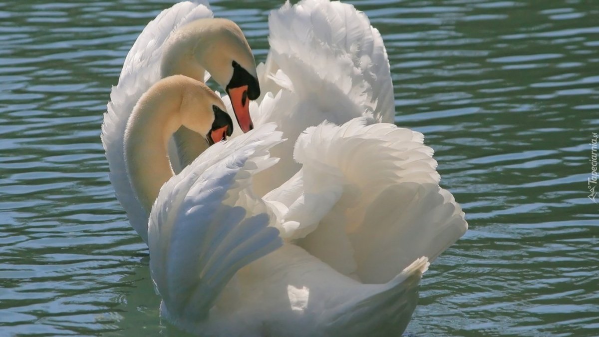 Влюбленные лебеди