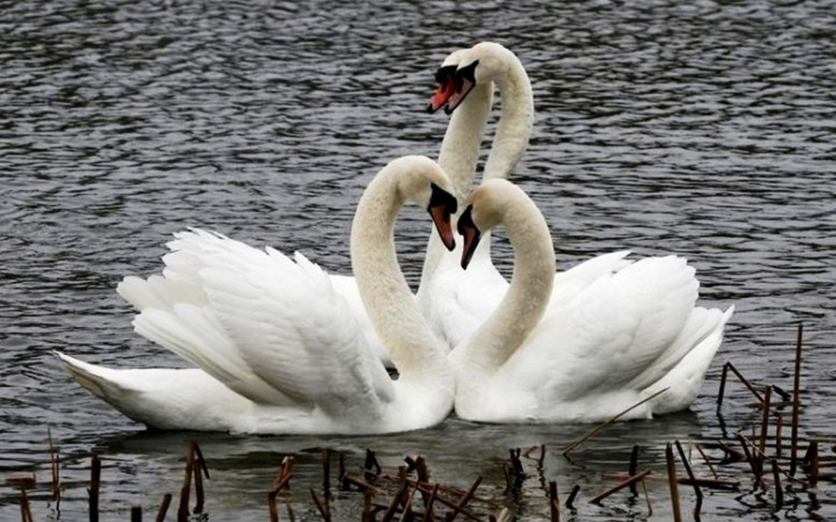 Пара лебедей фото
