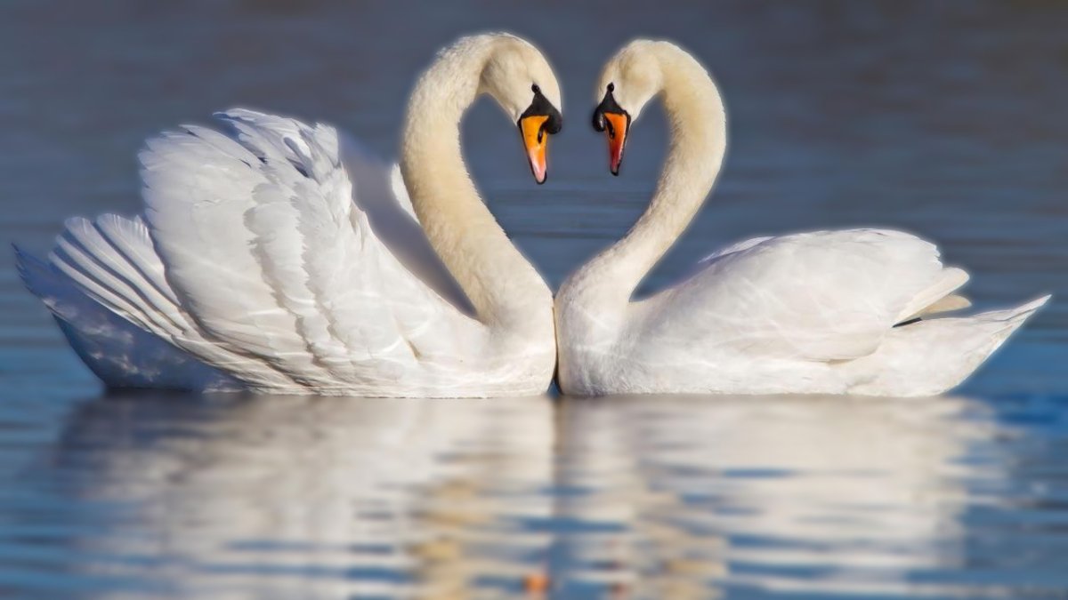 Два лебедя