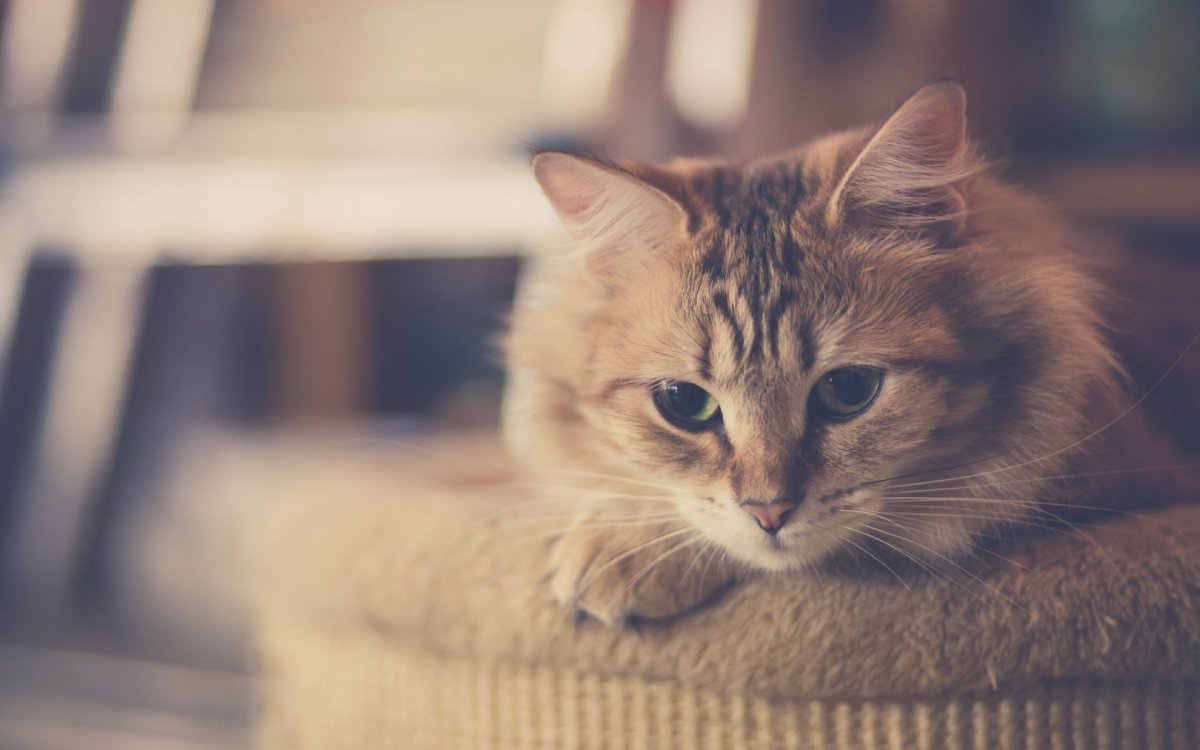 Милые котики горизонтально