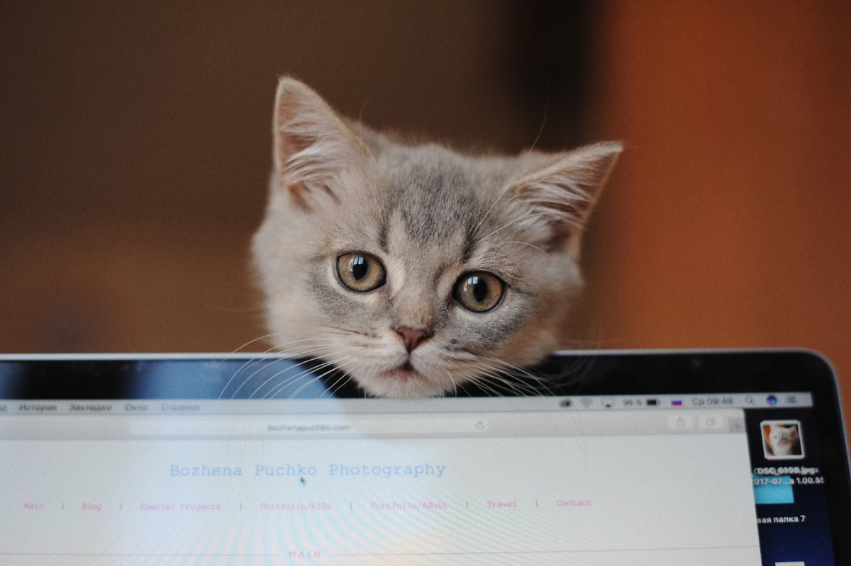 Кот с ноутбуком