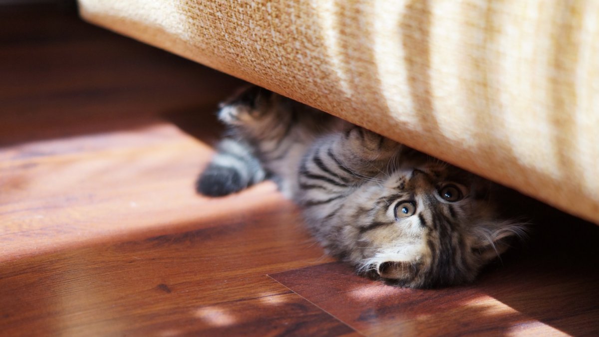 Кошка под диваном