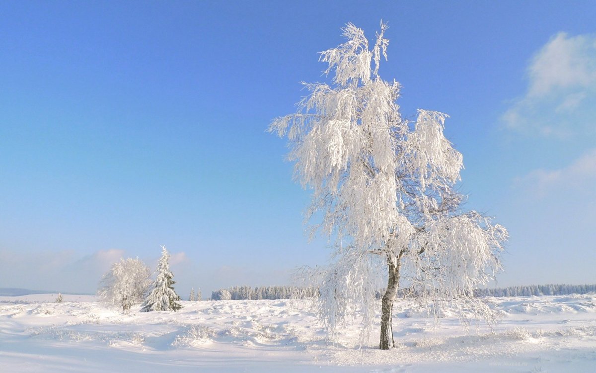 Береза в снегу