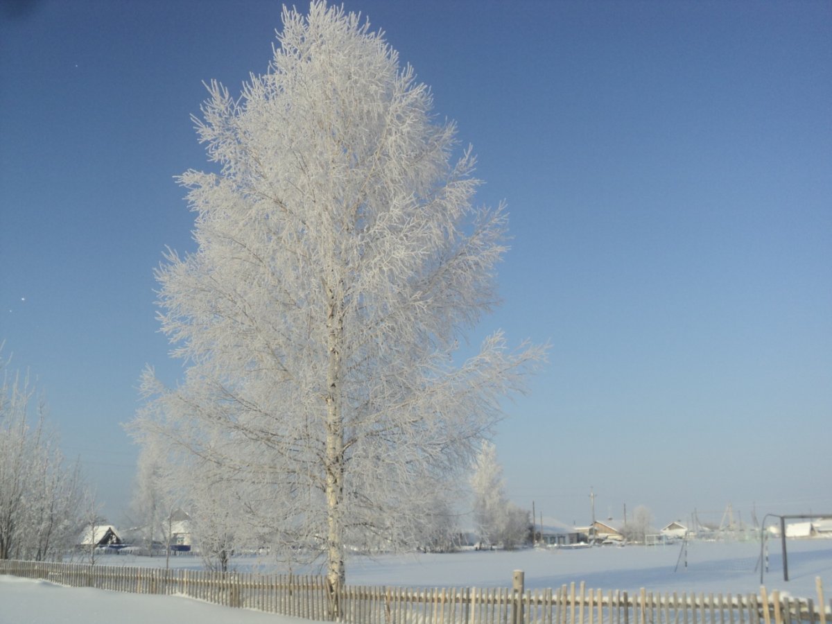 Белая береза