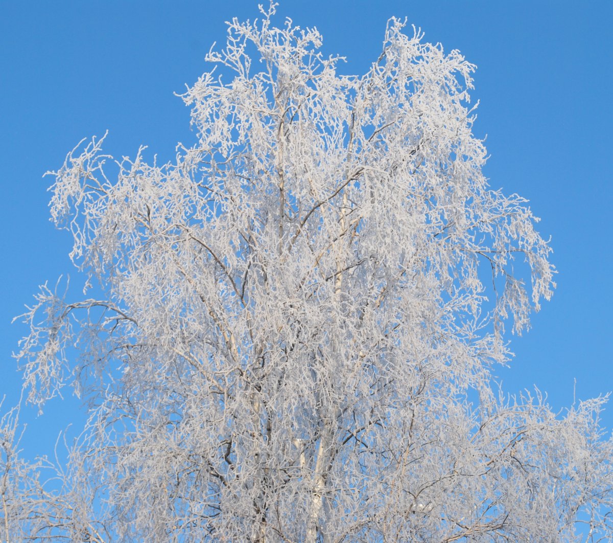 Береза зимой для детей