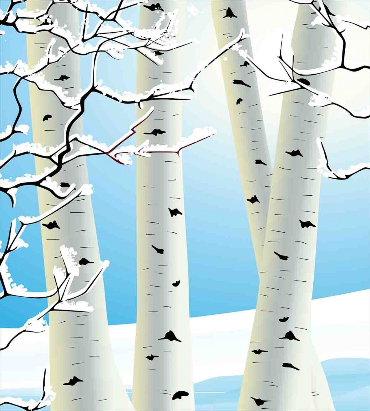 Береза зимой