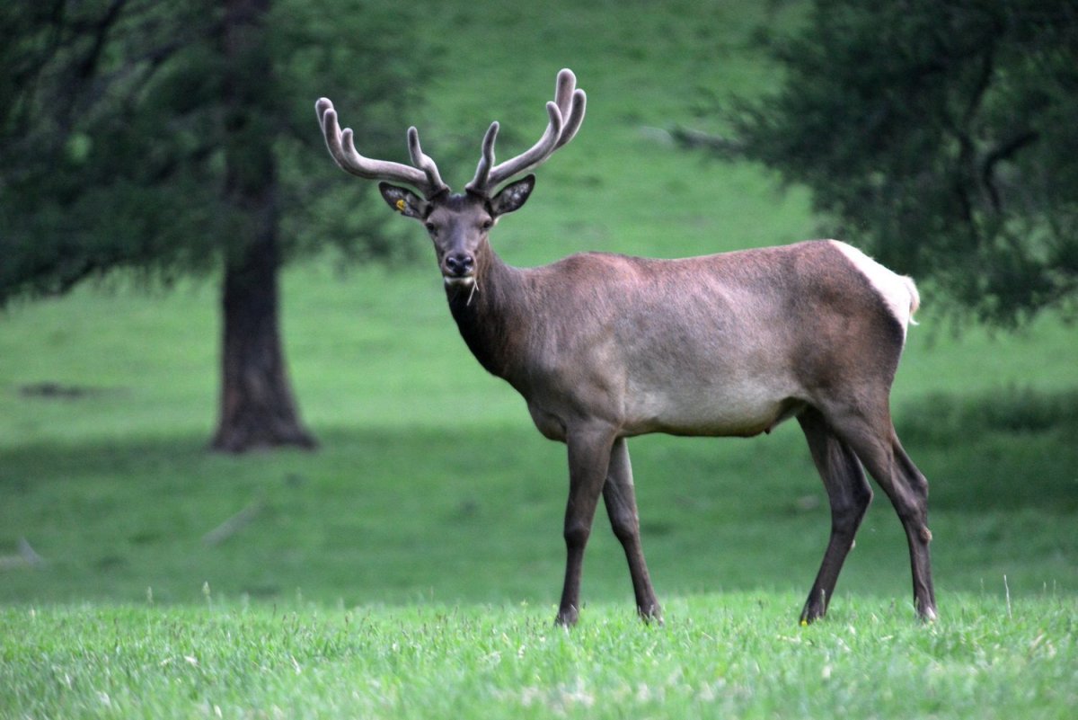 Алтайский олень Марал