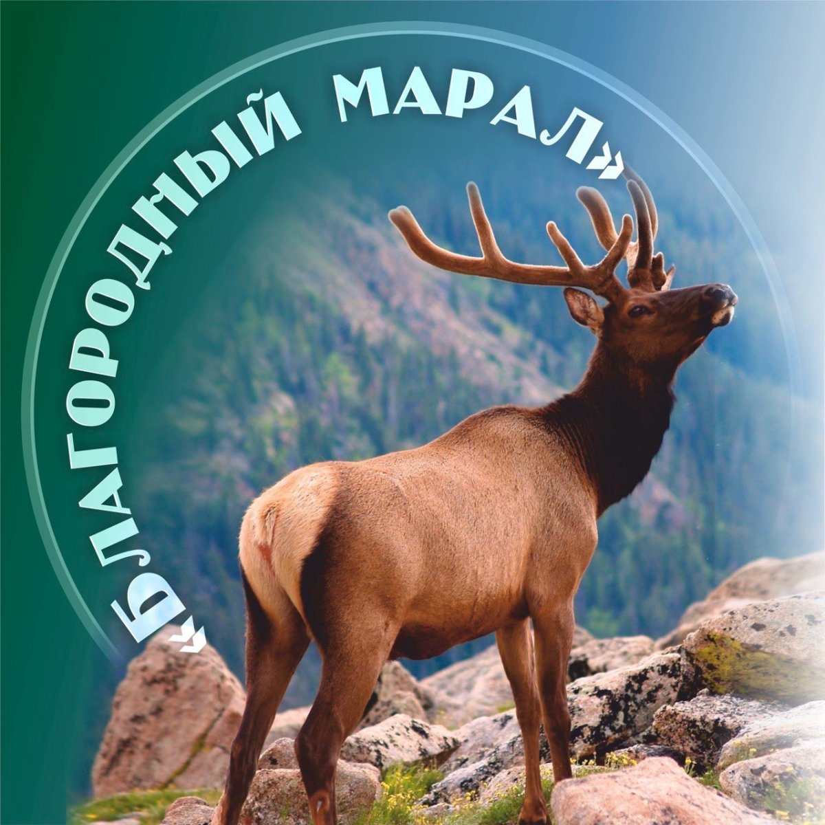 Благородный Марал чайное база отдыха