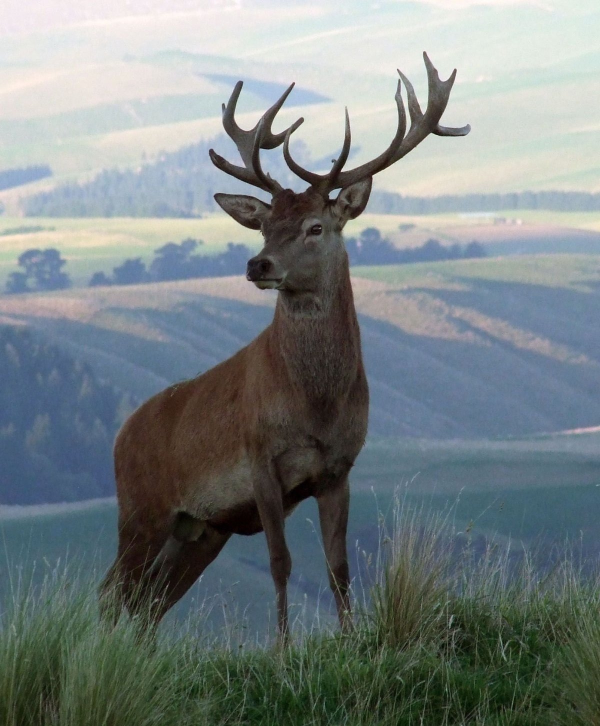 Благородный олень Марал изюбрь