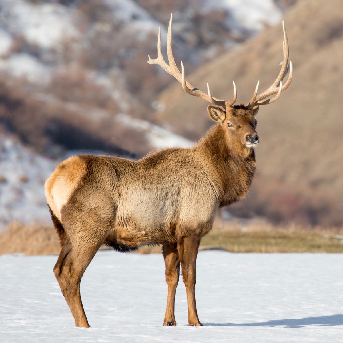 Благородный олень, Марал (Бугу, Марал)