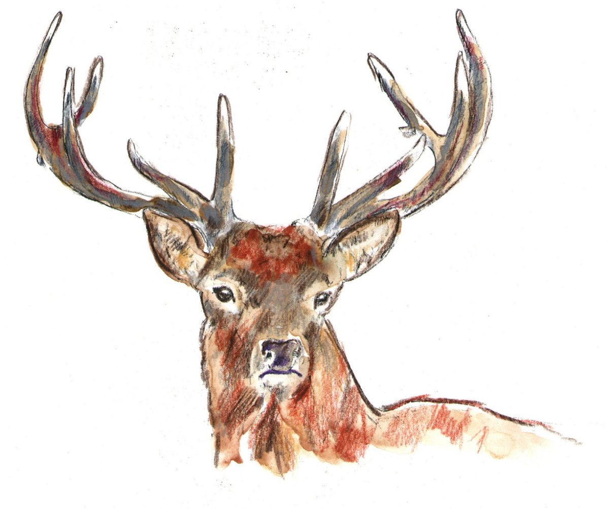 Пантов Алтайского оленя