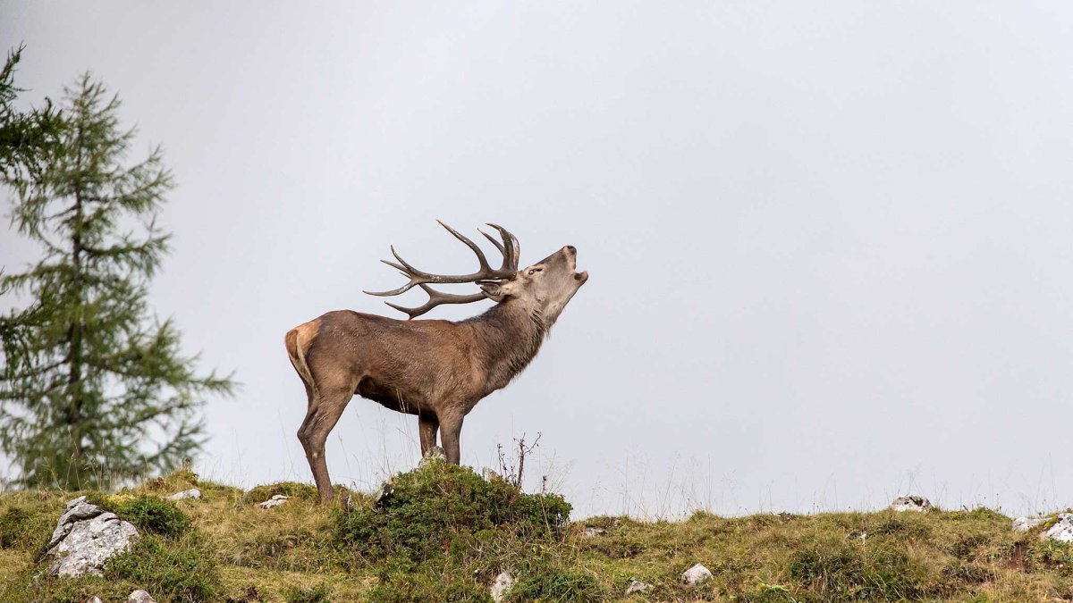 Европейский благородный олень