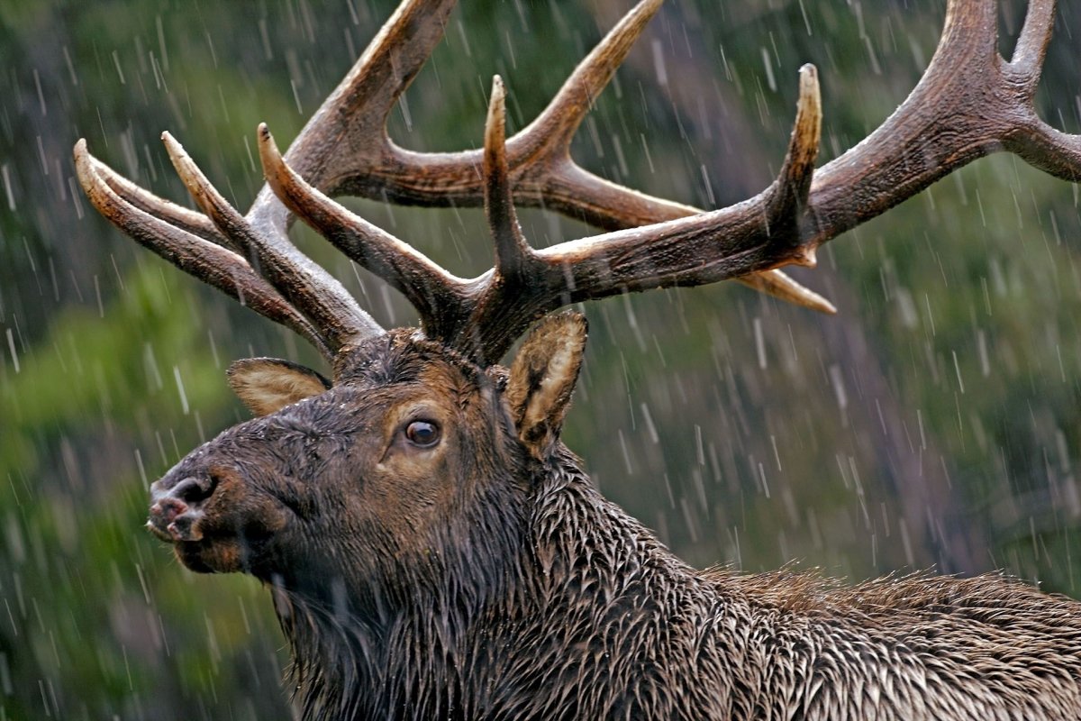 Благородный олень Рогач Winter