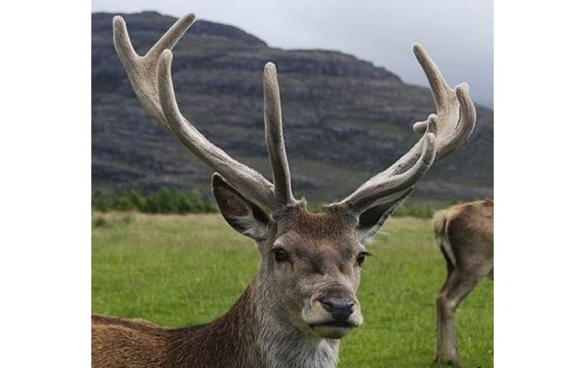 Марал и изюбрь