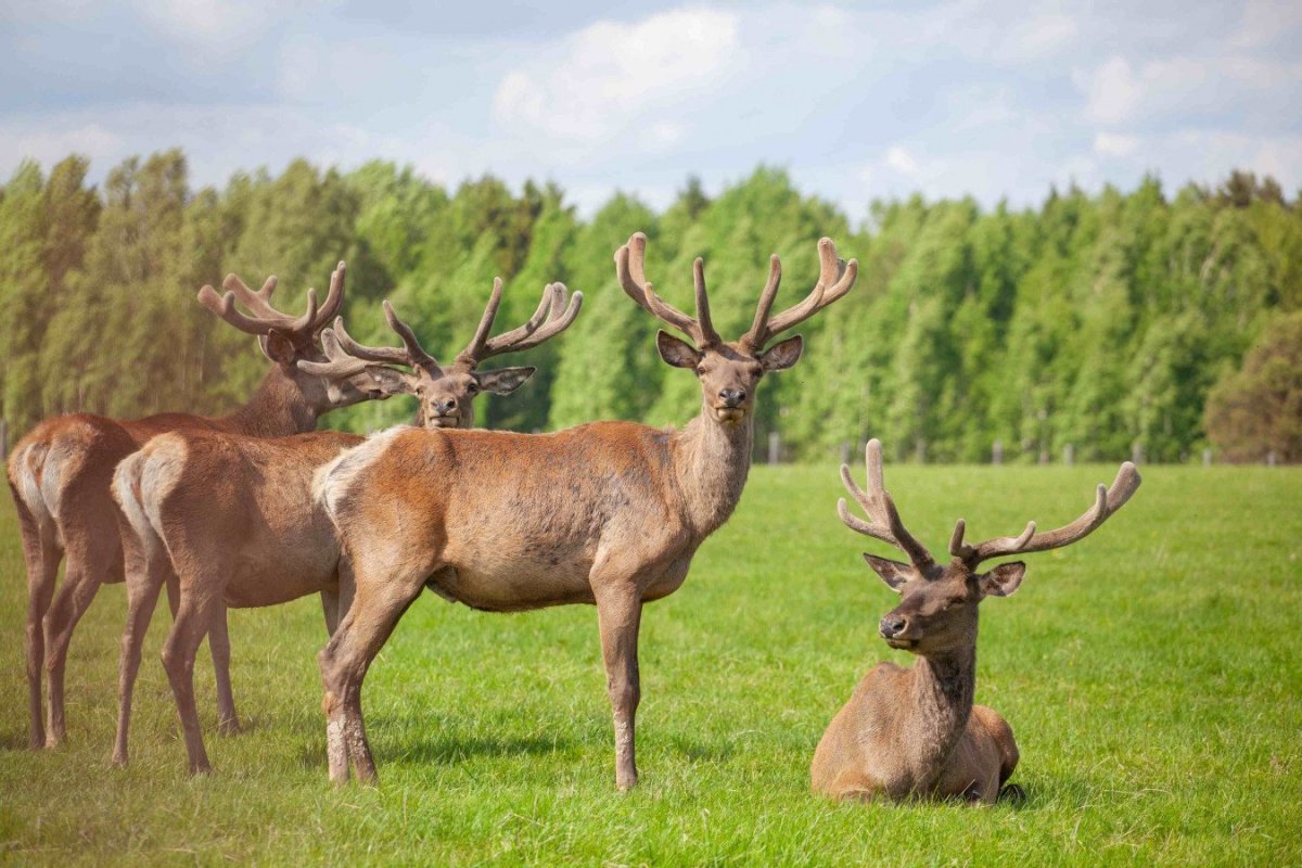Олень Крымский фото