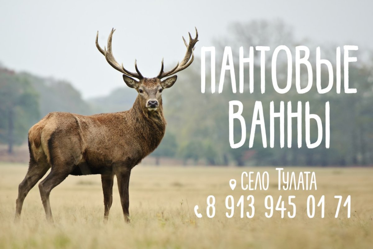 Кавказский благородный олень Краснодарского края