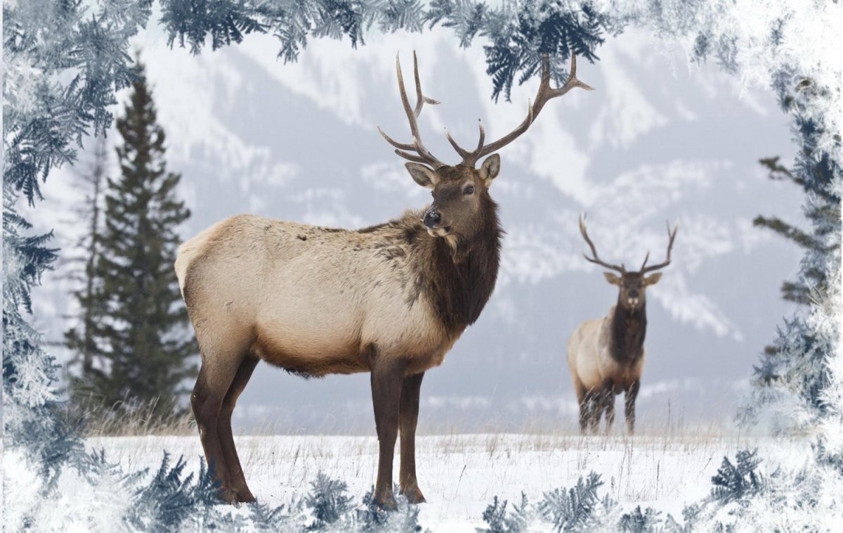 Северный олень Марал