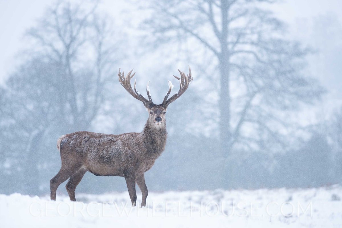 Мараловая ферма Зюраткуль