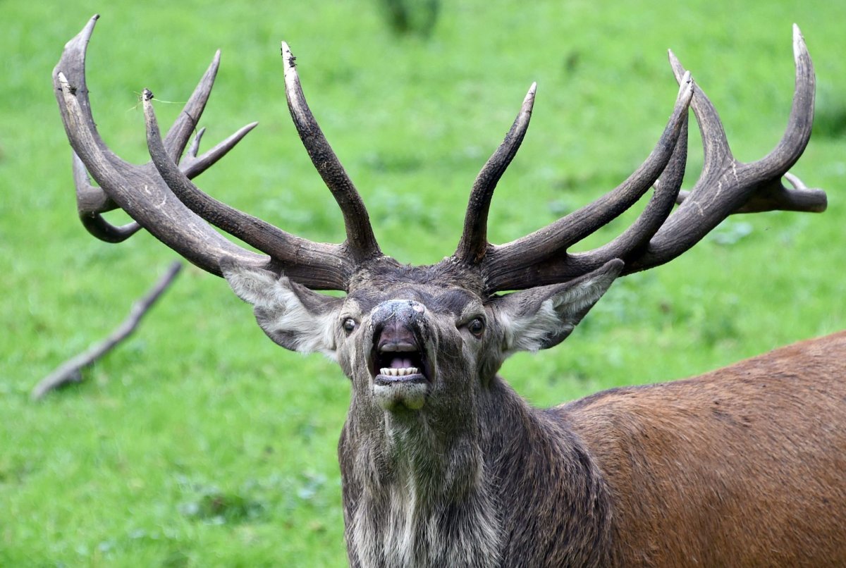 Европейский благородный олень