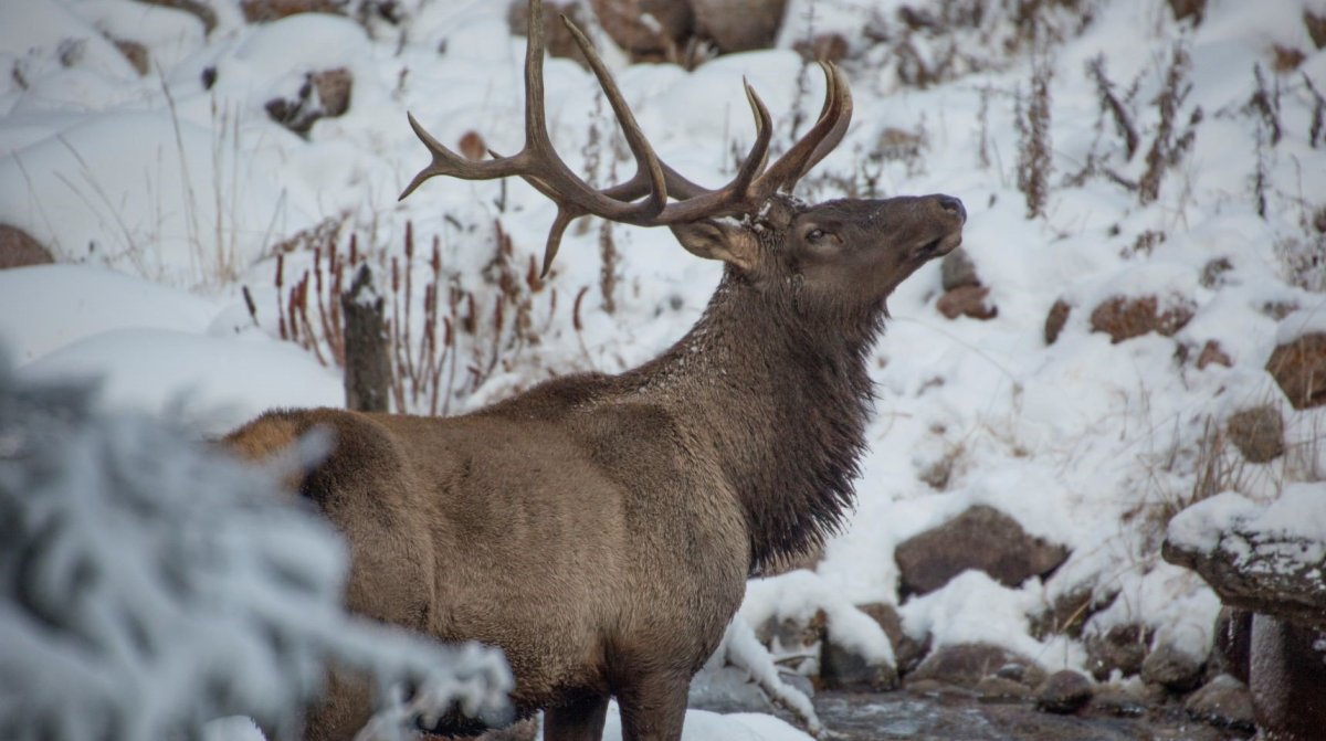 Благородный олень самец и самка