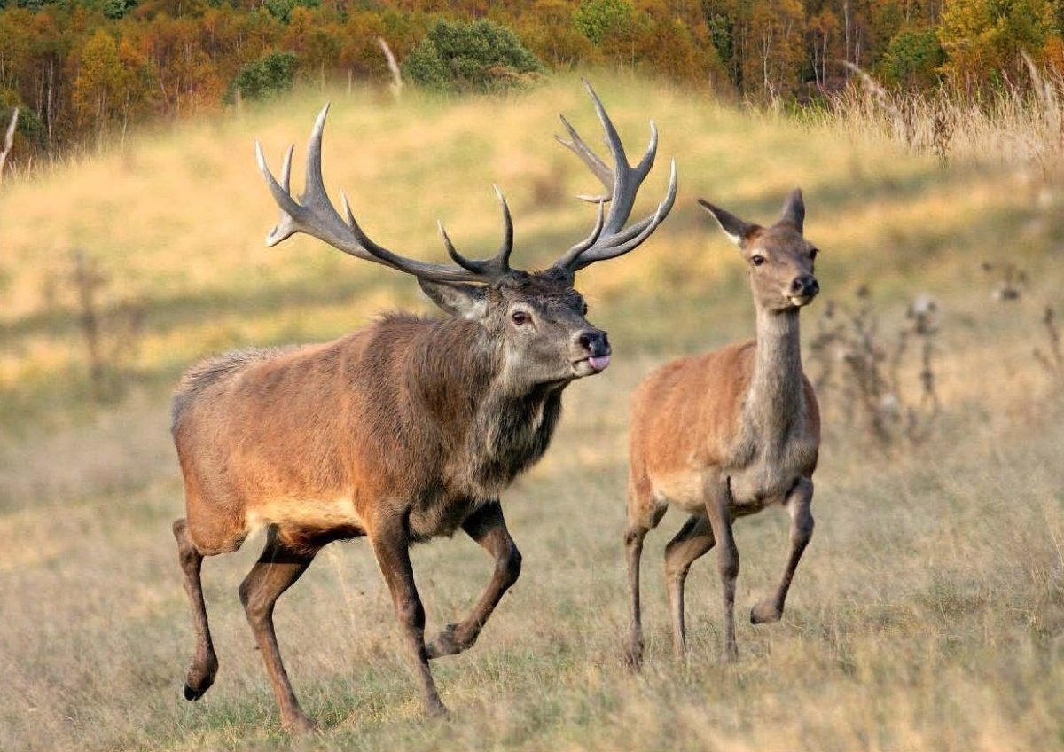 Кричащий олень
