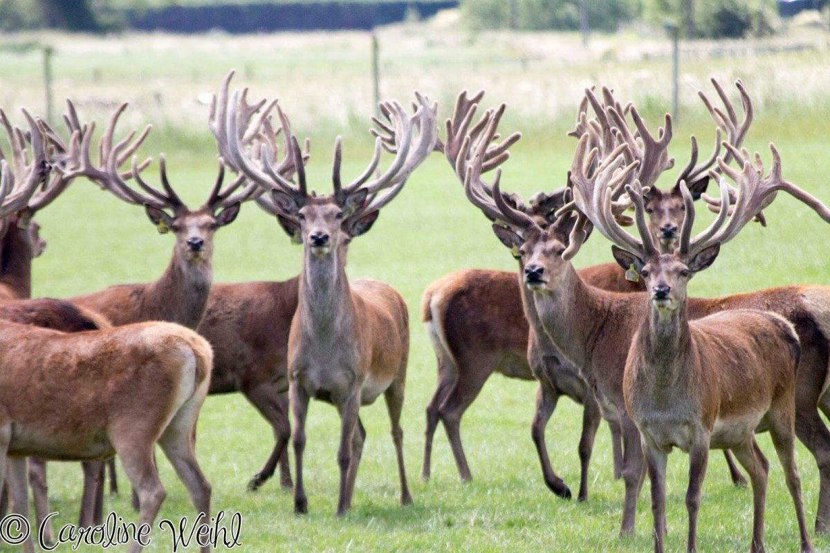 Рога логотип