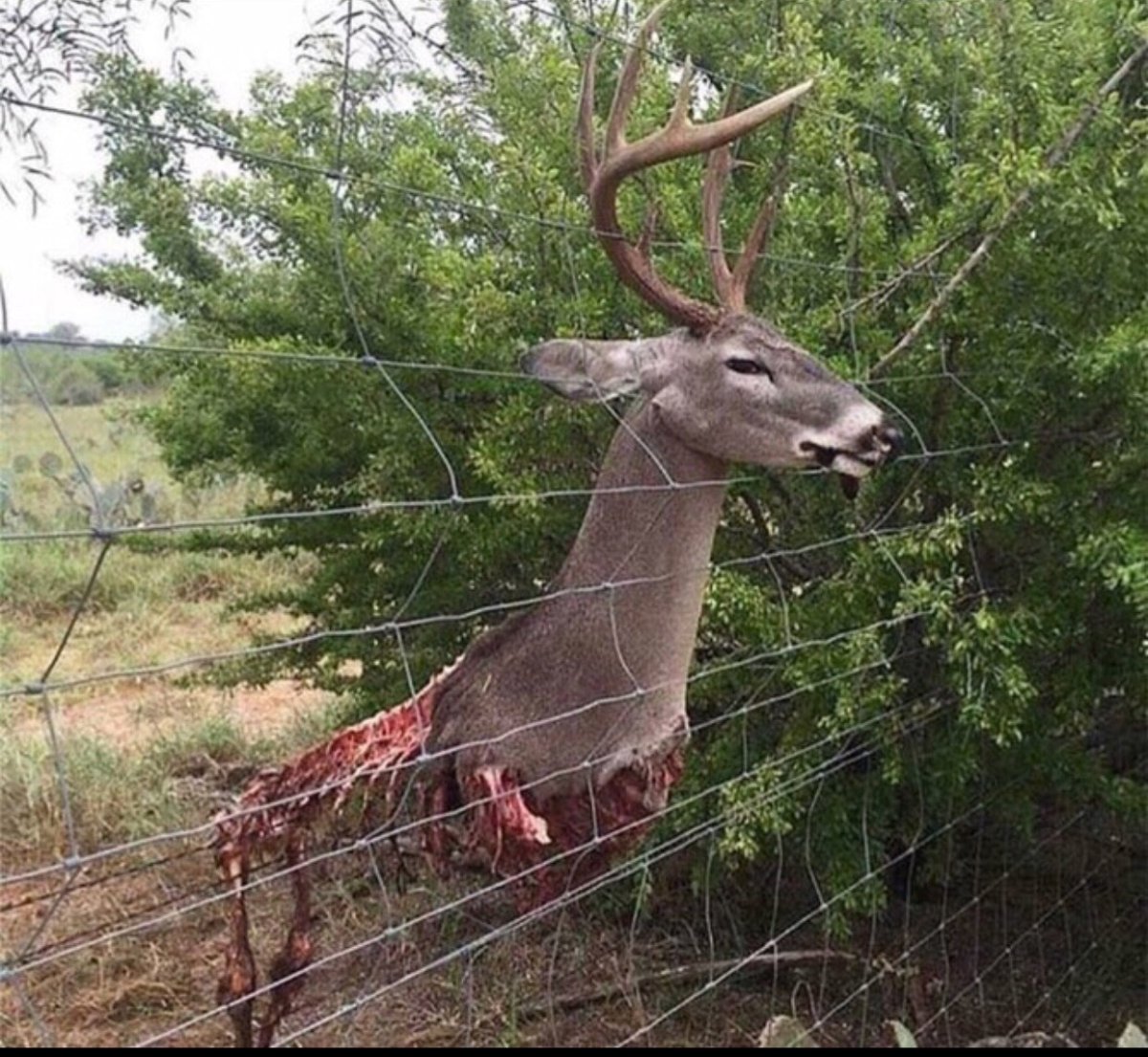 Марал зимой