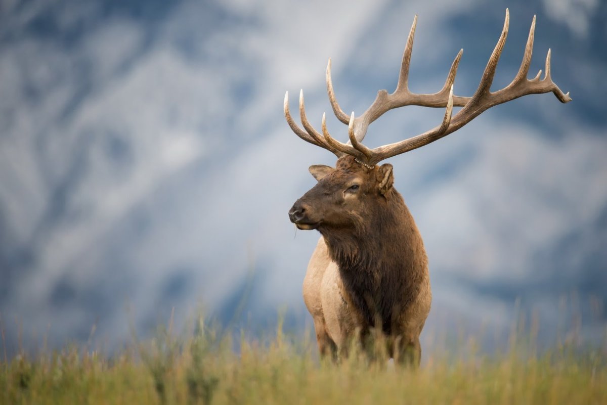 Олень Минимализм