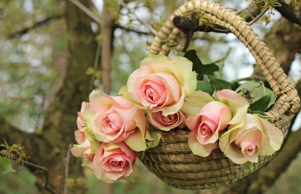 Розы в саду фото красивые