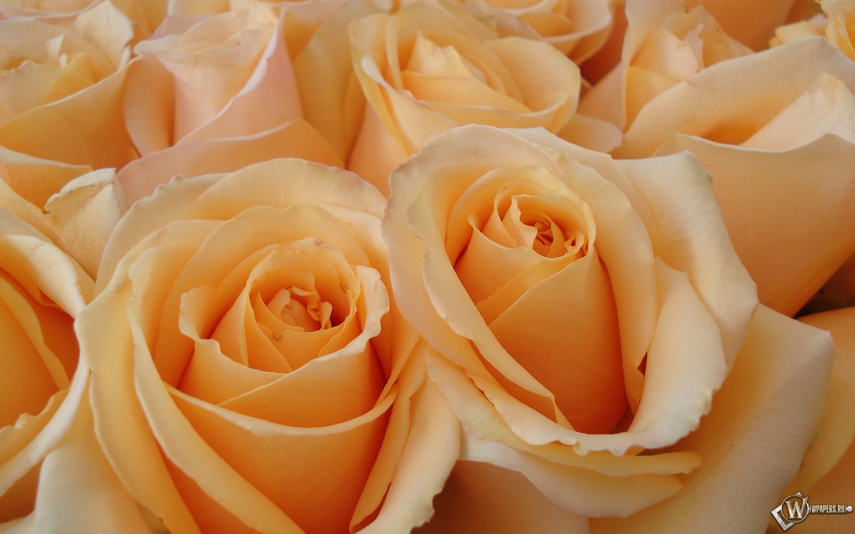 Роза кремовая