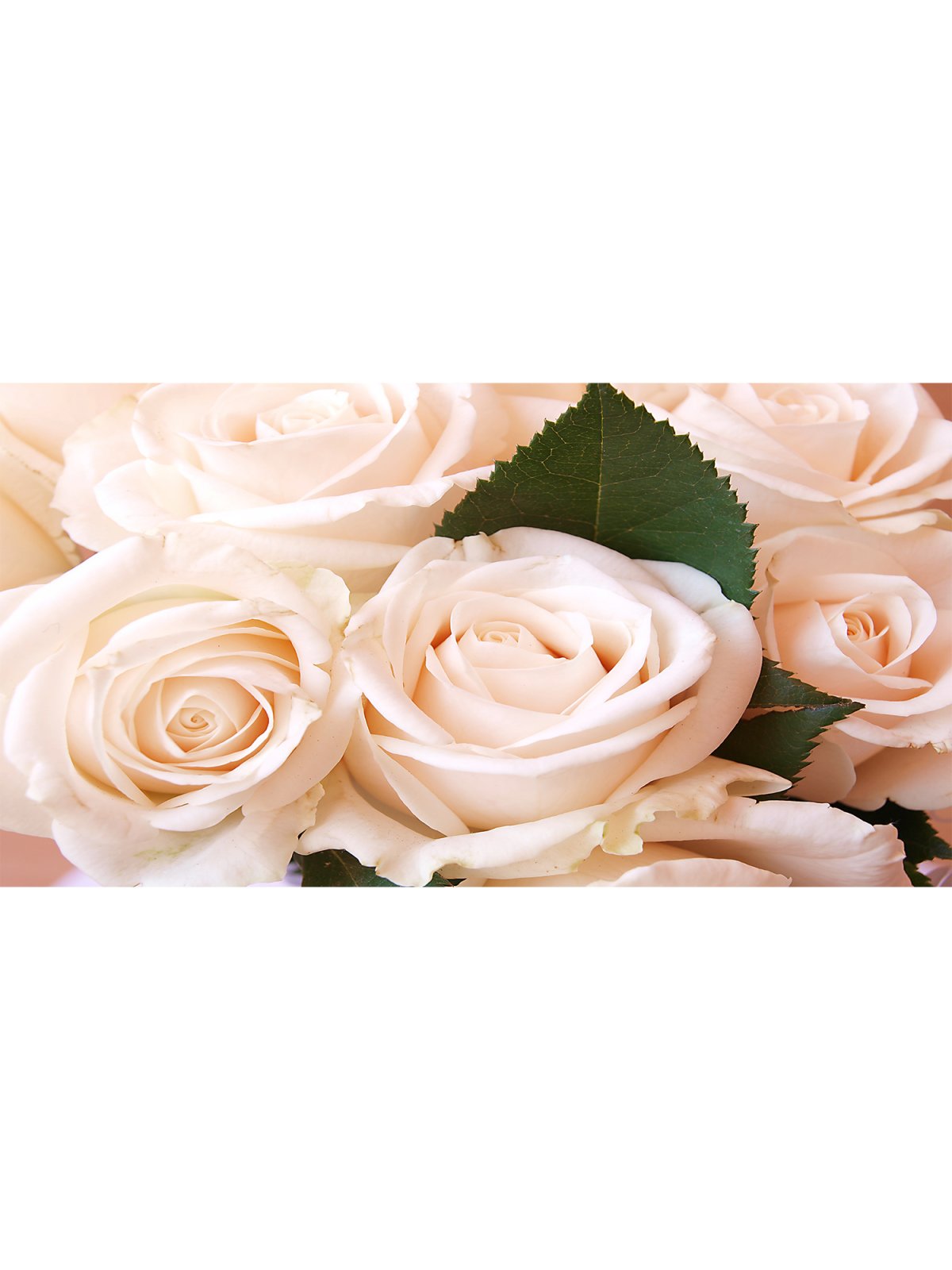 Бежевые розы