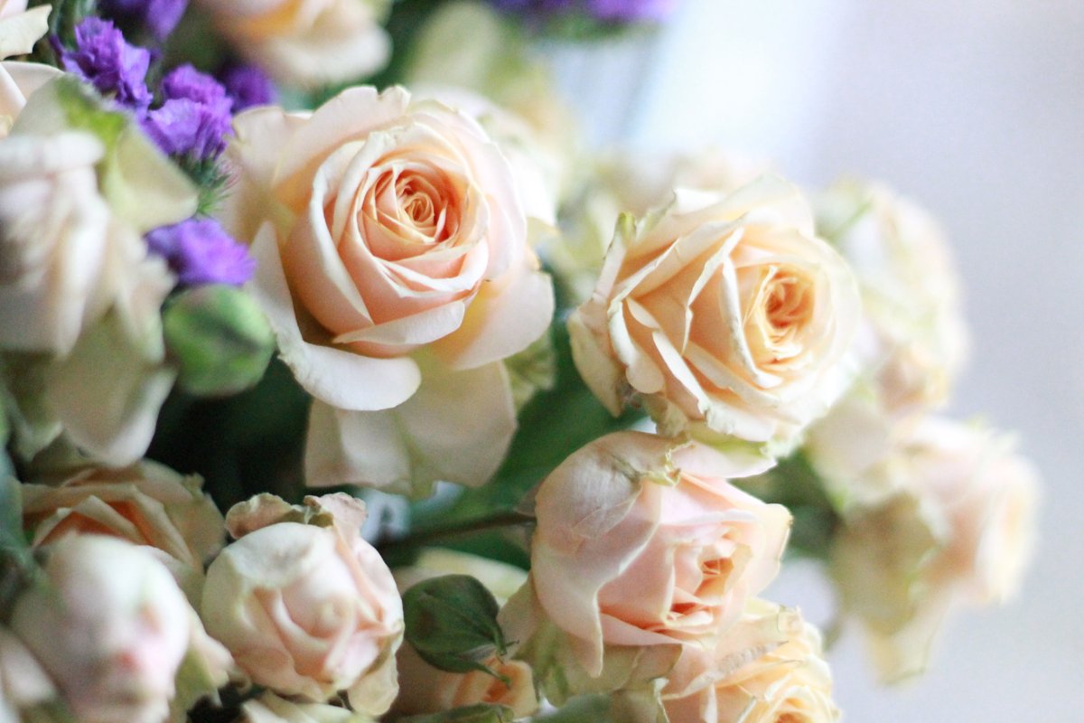 Роскошные чайные розы