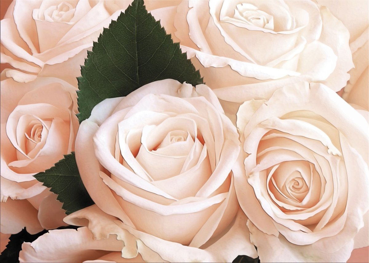 Роза кремовая