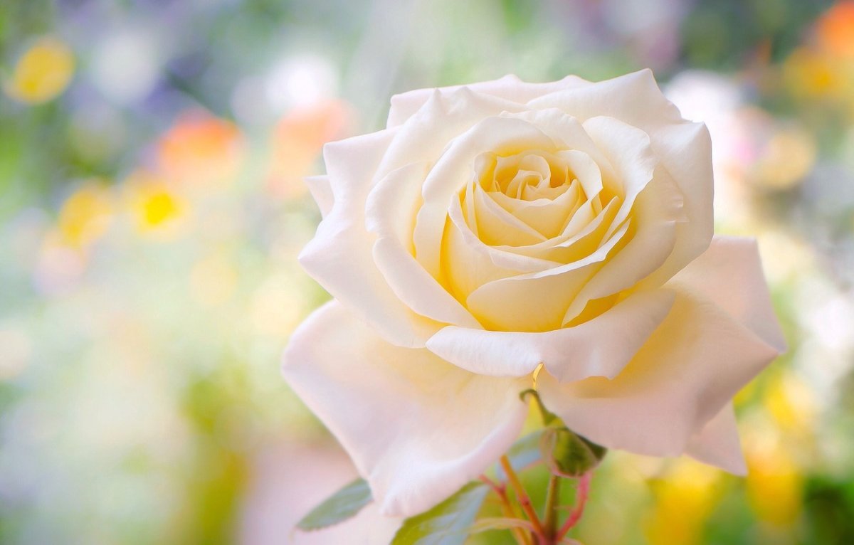 Белая красивая роза на солнышке