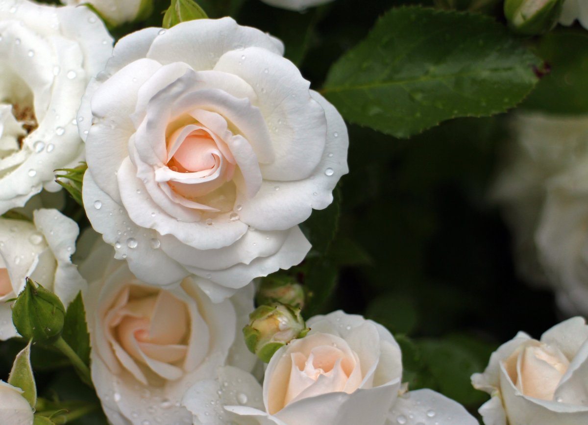 Роза флорибунда кремовая