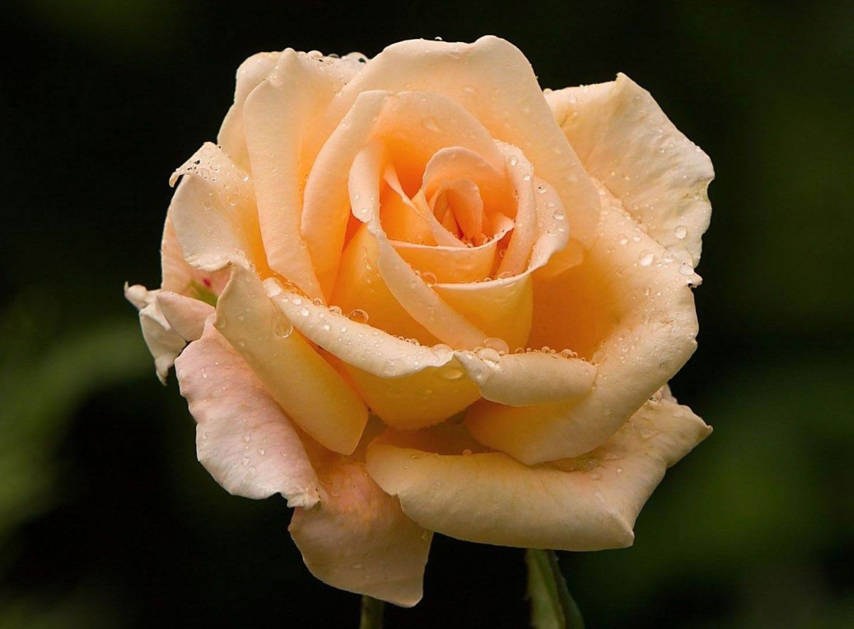 Роза Камея чайно-гибридная