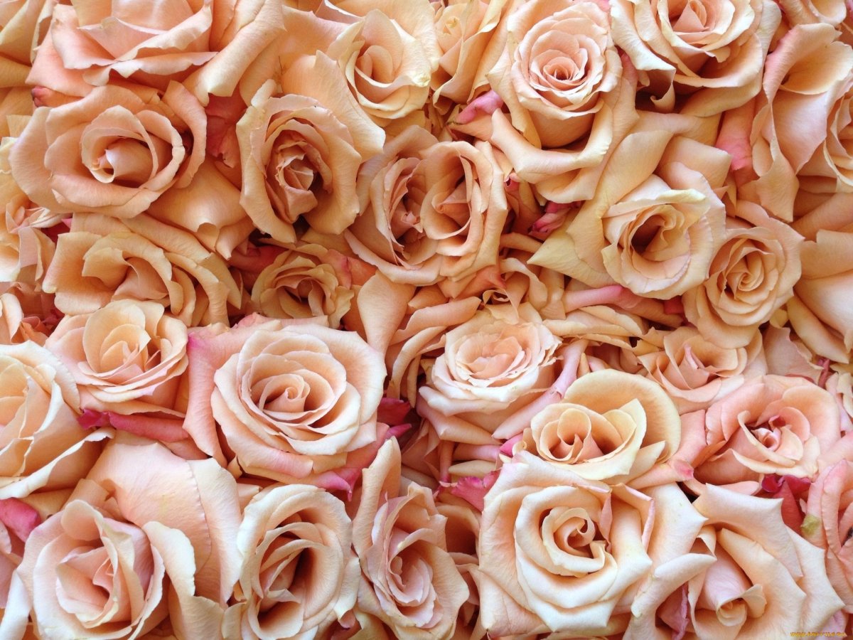 Роза кустовая персиковая