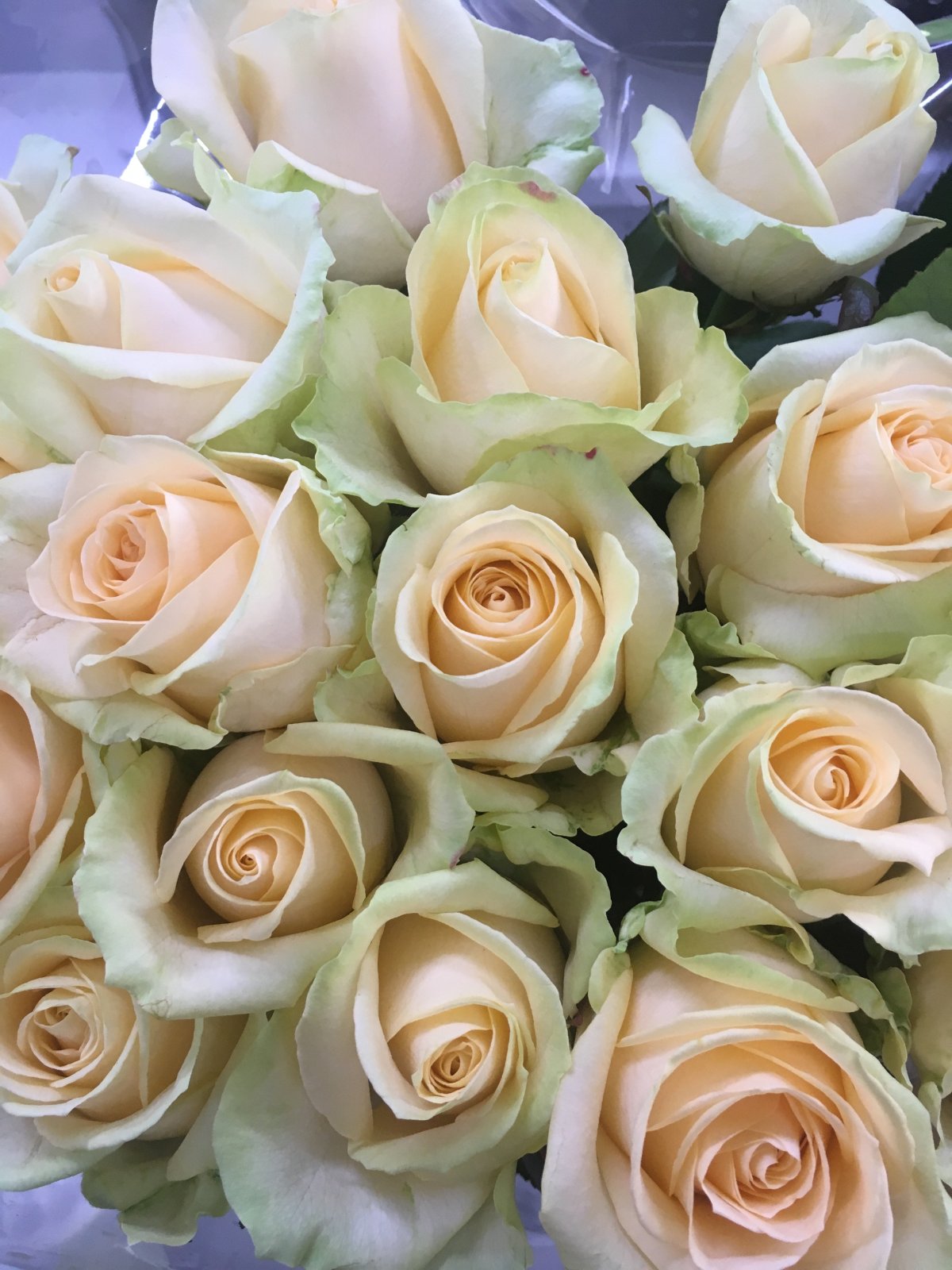 Роза Аваланч