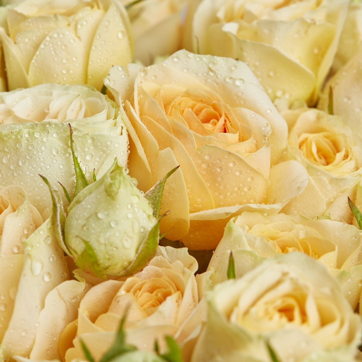 Кремовая Розочка