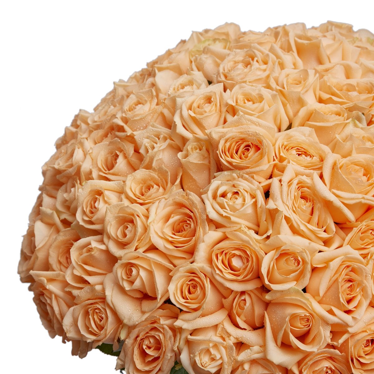 Роза одноголовая кремовая