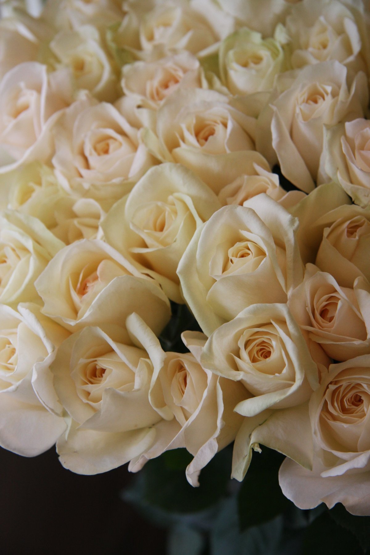 Роза Венделла кремовая